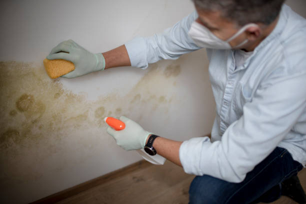 Professional Mold Removal in Duson, LA