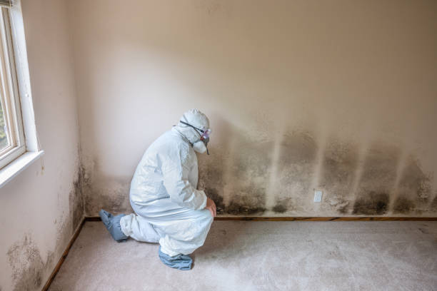 Crawl Space Mold Removal in Duson, LA
