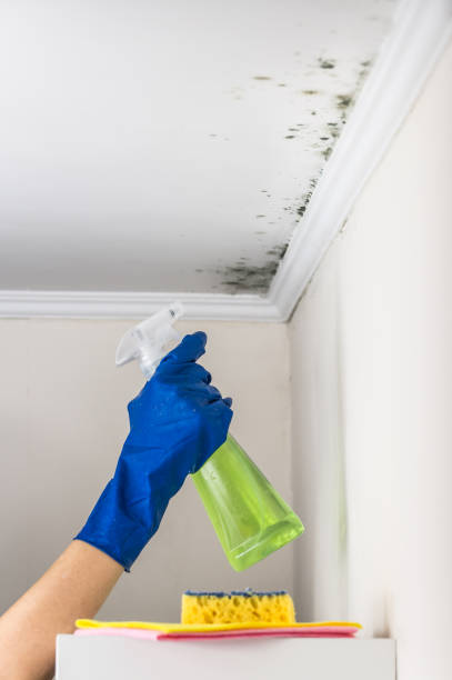 Best Mold Cleaning Services  in Duson, LA
